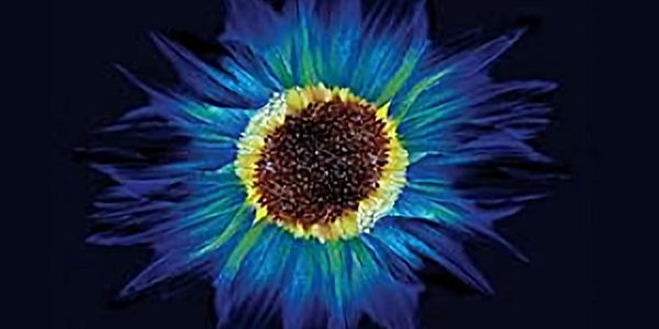 The Journey of&nbsp;Psychosynthesis